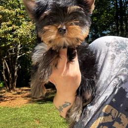 Red collar- Ready now - Black and tan male Yorkshire Terrier puppy in Cornelia, Georgia from Kruz Kennels
