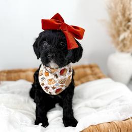 Raven - Black female Goldendoodle puppy in Russell Springs, Kentucky from Milk & Honey Doodles