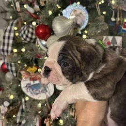 Brindle Male- Green - Brindle and white male Boston Terrier puppy in Mc Donough, Georgia from Ballard Boston Terriers