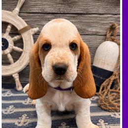 Purple collar female - Red and white female Basset Hound puppy in Columbia, South Carolina from Pawmetto Hounds