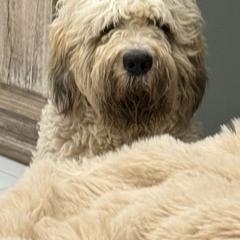 Remi - Saint Berdoodle