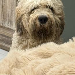 Remi - Saint Berdoodle