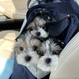 Maltese and Yorkshire Terrier Puppies from Precious Paws Maltese and Yorkies