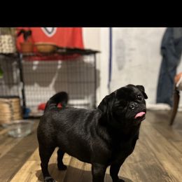 Baby Luca - Pug