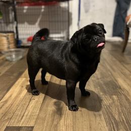 Baby Luca - Pug