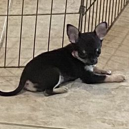 Chihuahuas from Joni's Chihuahuas