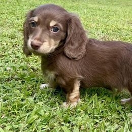 Dachshunds from K&B Doxies