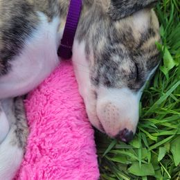 Swift's Golden Fleece - White and red brindle Whippet puppy in Duluth, Minnesota from Swift Whippets