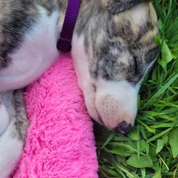 Swift's Golden Fleece - White and red brindle Whippet puppy in Duluth, Minnesota from Swift Whippets