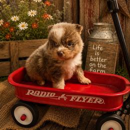 Windall - Lavender male Pomeranian puppy in Sandia, Texas from Broken Arrow Poms