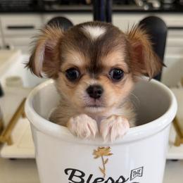 Tiny Diamond, 9,900 - Black sabled fawn female Chihuahua puppy in Burleson, Texas from Tiny Diiamond Chihuahua