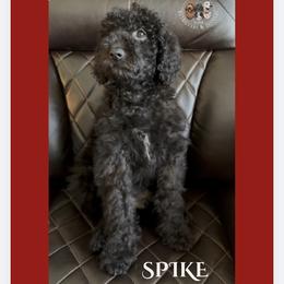Spike - Black male Goldendoodle puppy in Sterling, Connecticut from Justine’s Retrievers and Doodles