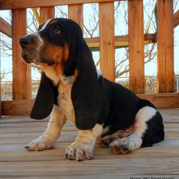 Basset Hounds from Mojave AKC Basset Hounds
