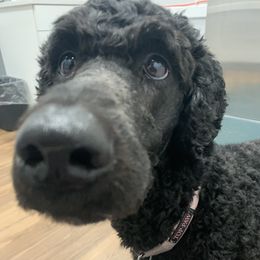 Poodles from Shippee’s Standards