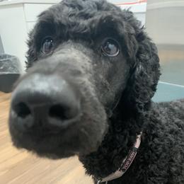 Poodles from Shippee’s Standards