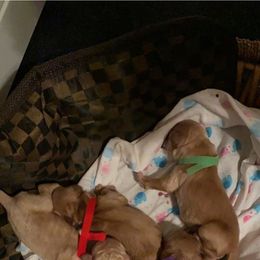 Goldendoodle Puppies from Izzy's Doodles