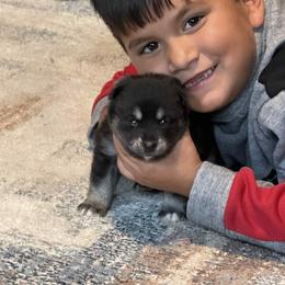 Pomsky, Shetland Sheepdog, and Toy Shetland Sheepdog Puppies from Mountain High Kennels