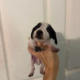 Princess - Piebald female Dachshund puppy in Conroe, Texas from Dots Dachshunds