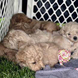 Australian Labradoodle Puppies from Tiny Treasures Australian Labradoodles