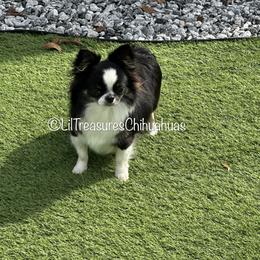 Luna - Chihuahua