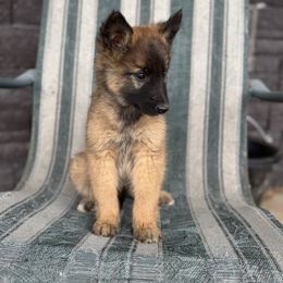 AKC Girl pink - Mahogany and black female Belgian Tervuren puppy in Hastings, Minnesota from Century Hills Farm