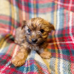 Zion - Blue and gold male Yorkshire Terrier puppy in Bolton, Connecticut from Elle Yorkies