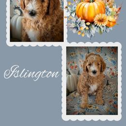 Islington - Apricot male Goldendoodle puppy in Coarsegold, California from Hobbit Hollow Acres