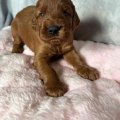 Boy 5 - Mahogany male Irish Setter puppy in Colville, Washington from Daesyn Setters
