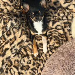 Chihuahua puppies from Blissful’s Chihuahuas