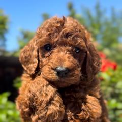 Boy 3 - Red  male Poodle puppy in Corona, California from Garden Of Poodles