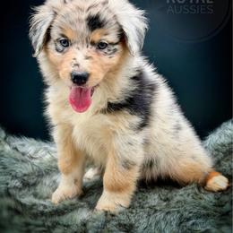 Pearl - Blue merle female Australian Shepherd puppy in Petersburg, Indiana from Royal Aussie’s