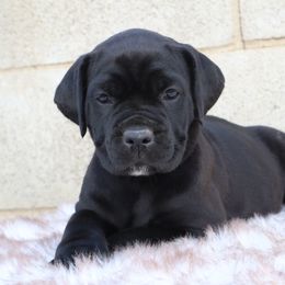Light pink collar - Black female Cane Corso puppy in Caliente, California from Rafter Cross 7