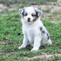 Miniature Australian Shepherd Puppies from Rockin D Mini Aussies