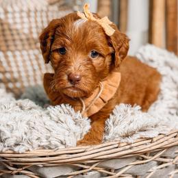 PEPPERMINT - Red  female Goldendoodle puppy in Iola, Texas from Supreme Doodles of Texas