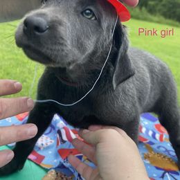 Dilute Retriever and Labrador Retriever Puppies from Cooper Charcoal Labs
