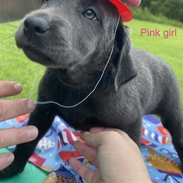 Dilute Retriever and Labrador Retriever Puppies from Cooper Charcoal Labs