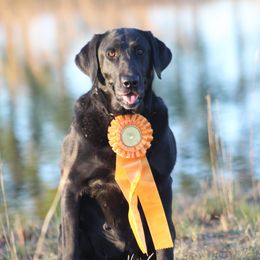 Fancy - Labrador Retriever