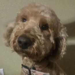 Kira - Goldendoodle