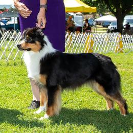Valkyrie - Australian Shepherd