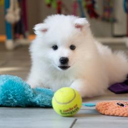 American Eskimo Dog Puppies from SkyFlyer Eskies