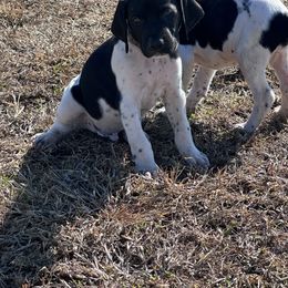 Gray - Black roan male German Shorthaired Pointer puppy in Newton Grove, North Carolina from Wayalife Labradors & Gsp’s