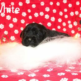 White - Black female Labrador Retriever puppy in Parma, Idaho from Campbell Valley Labradors