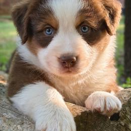 Samson - Red tri-color male Australian Shepherd puppy in Irmo, South Carolina from Triple S Farms