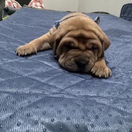 Golden Boy - Fawn male Cane Corso puppy in Vancleave, Mississippi from TopNotch Corsos