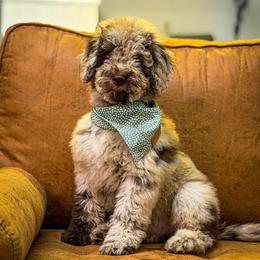 Timber - Chocolate merle male Bernedoodle puppy in Fort Collins, Colorado from Front Range Family Doodles