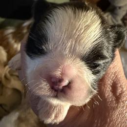 Girl 1 - Sable and white female Shih Tzu puppy in Massachusetts from All That