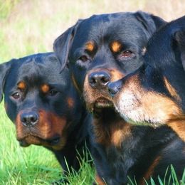 Rottweilers from JungerSohn