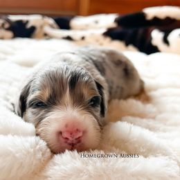Australian Shepherd Puppies from HomeGrown Aussies