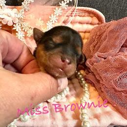 Little Miss Brownie - Black and tan female Yorkshire Terrier puppy in Fairview, West Virginia from Prims Puppies LLC