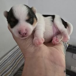 Ace - Parti male Yorkshire Terrier puppy in Greenwood, Wisconsin from Selah and Co.